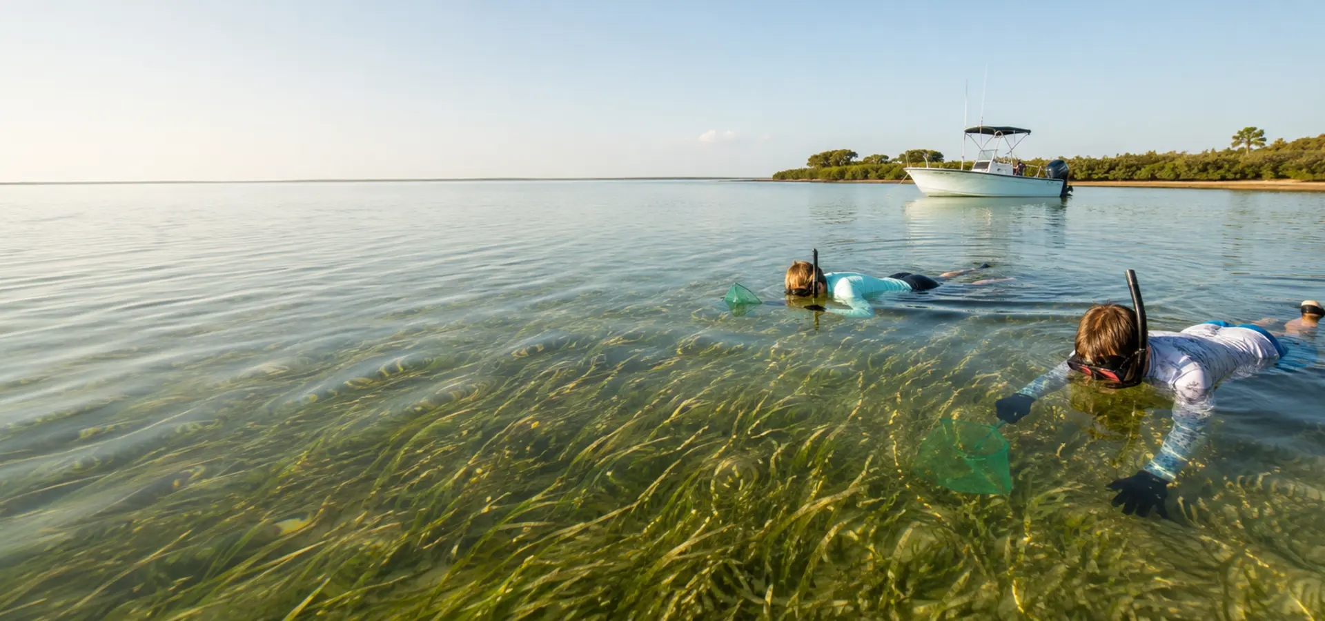 Snorkelers scalloping over Gulf Coast seagrass near Hernando County